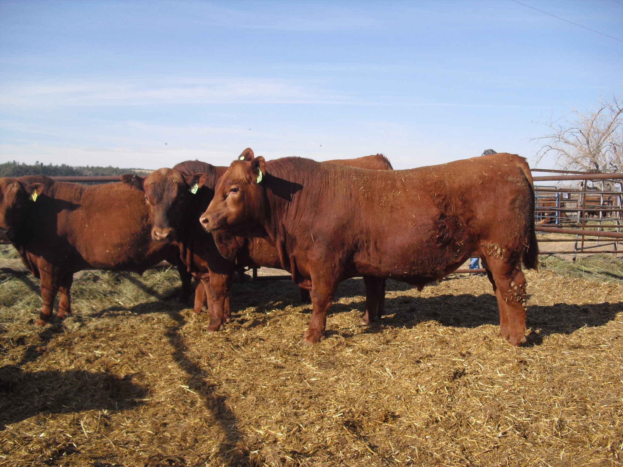 Cattle & Meat Sales Finger Lakes Cattle Company